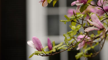 Darden Grounds flowers