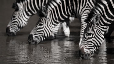 Plains zebras drinking